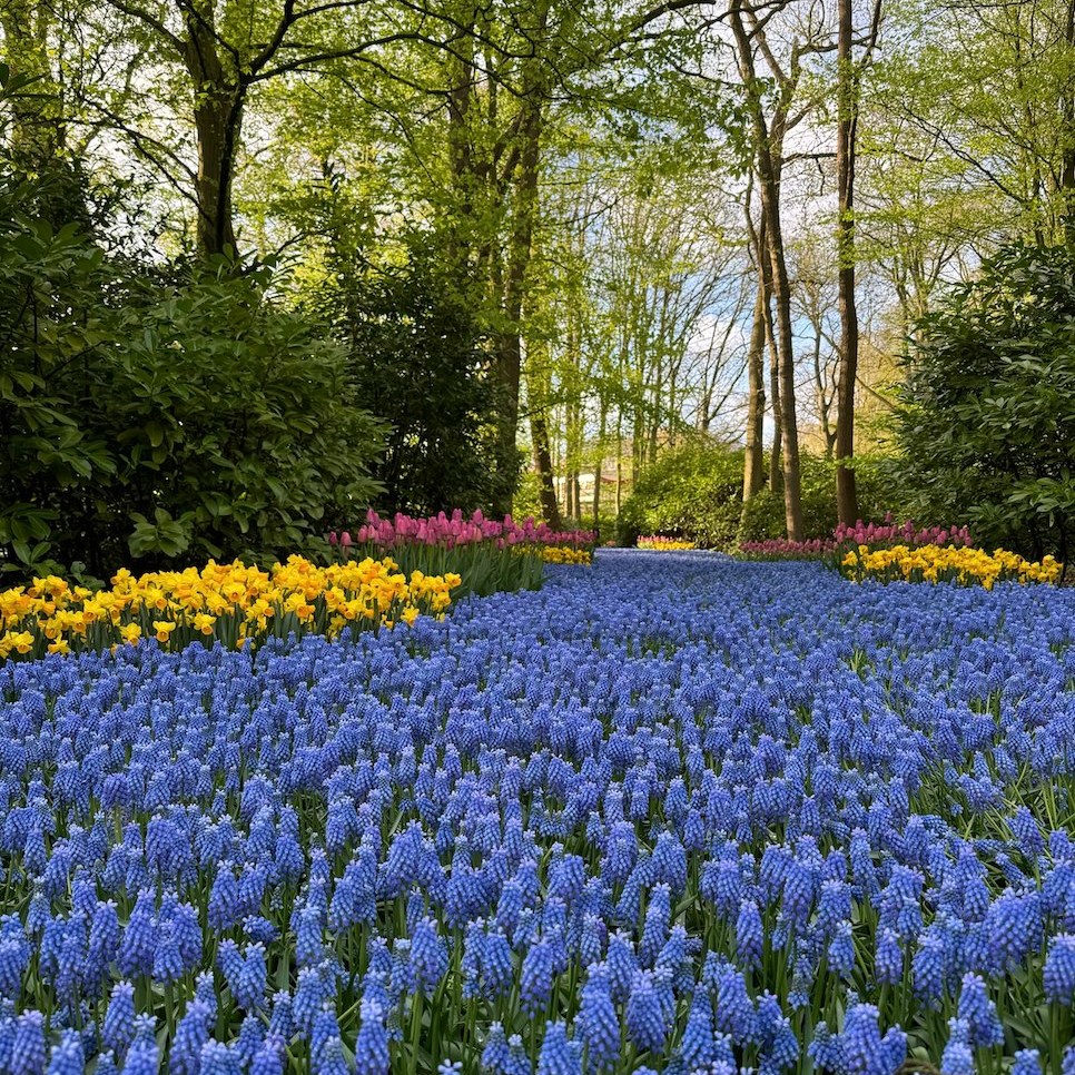 Top 5 things to do when you are in Amsterdam - Tulip Festival Amsterdam