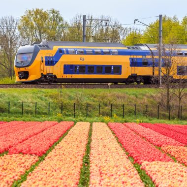 Have a colorful day! 🌷

Visit the Tulip Festival Amsterdam in 2026. From March 19 - May 10. 

Plan your trip to the #tulips in #holland at:
>>www.tulipfestivalamsterdam.com