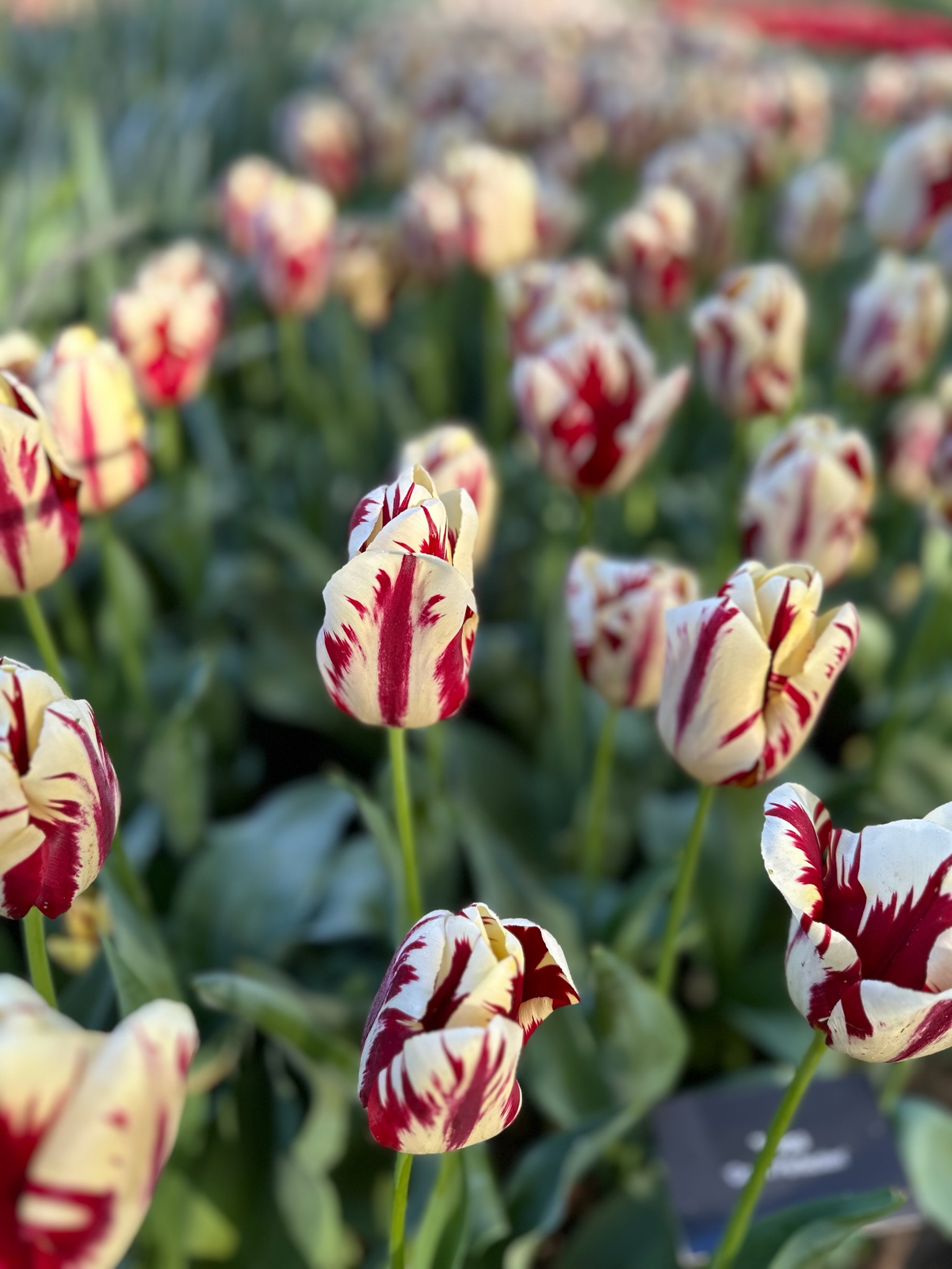 Today we're sharing a photo of the "Grand Perfection" tulip, which bloomed so beautifully during the 2024 Tulip Festival.

In 2026, there will be so many beautiful, blooming tulips to see again. Will you come and see...?

#tulipfestivalamsterdam #springinthenetherlands #tulips #visitamsterdam #flowerfestival #perfection #beautifulflower #tulipes #tulpen #flower #flowers #flowerphotography