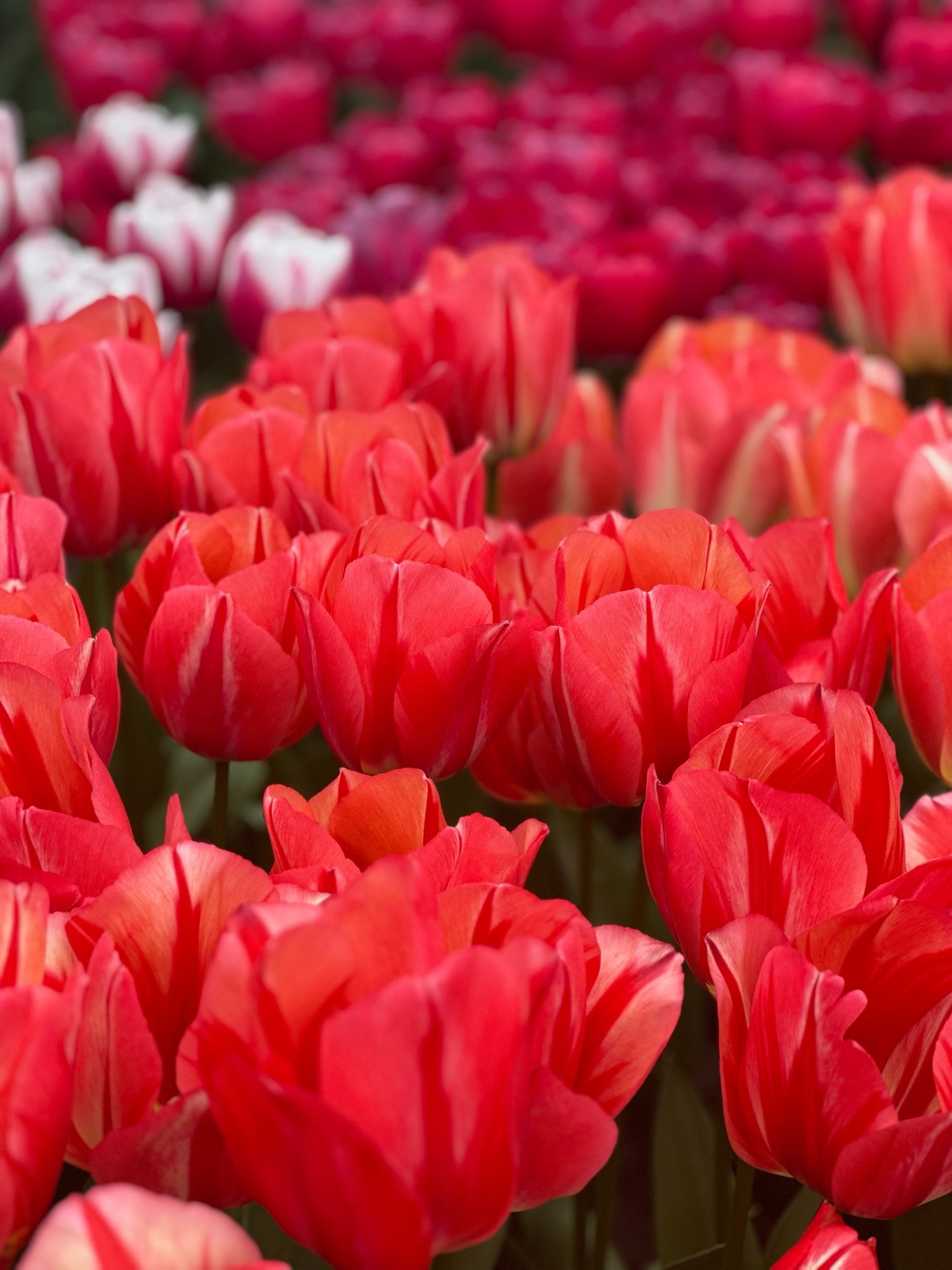 Today we're sharing a photo of the "Spryng Break" tulip. What do you think of this tulip?

Come and see the tulips in Holland in person. Plan your trip via the link in our bio.

#tulipfestivalamsterdam #tulips #tulipseverywhere #redtulip #spryngbreak #flowers #red #nature #flowerphotography #tulipanes #tulpen #tulipes
