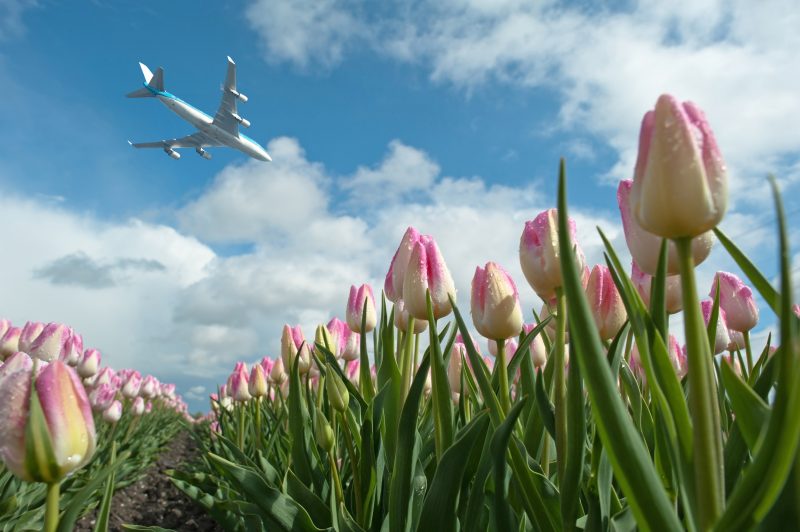 Schiphol Amsterdam Airport Layover Keukenhof