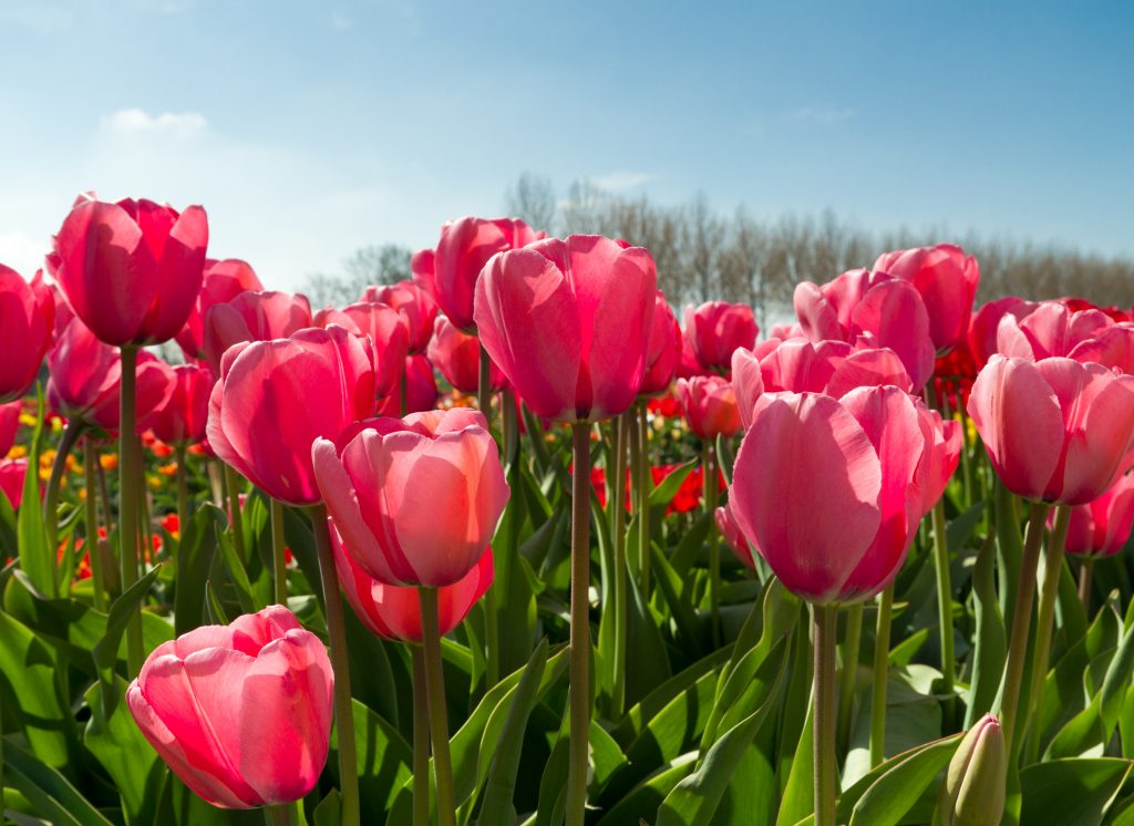 Download Why do tulips grow so well in Holland? - Tulip Festival ...