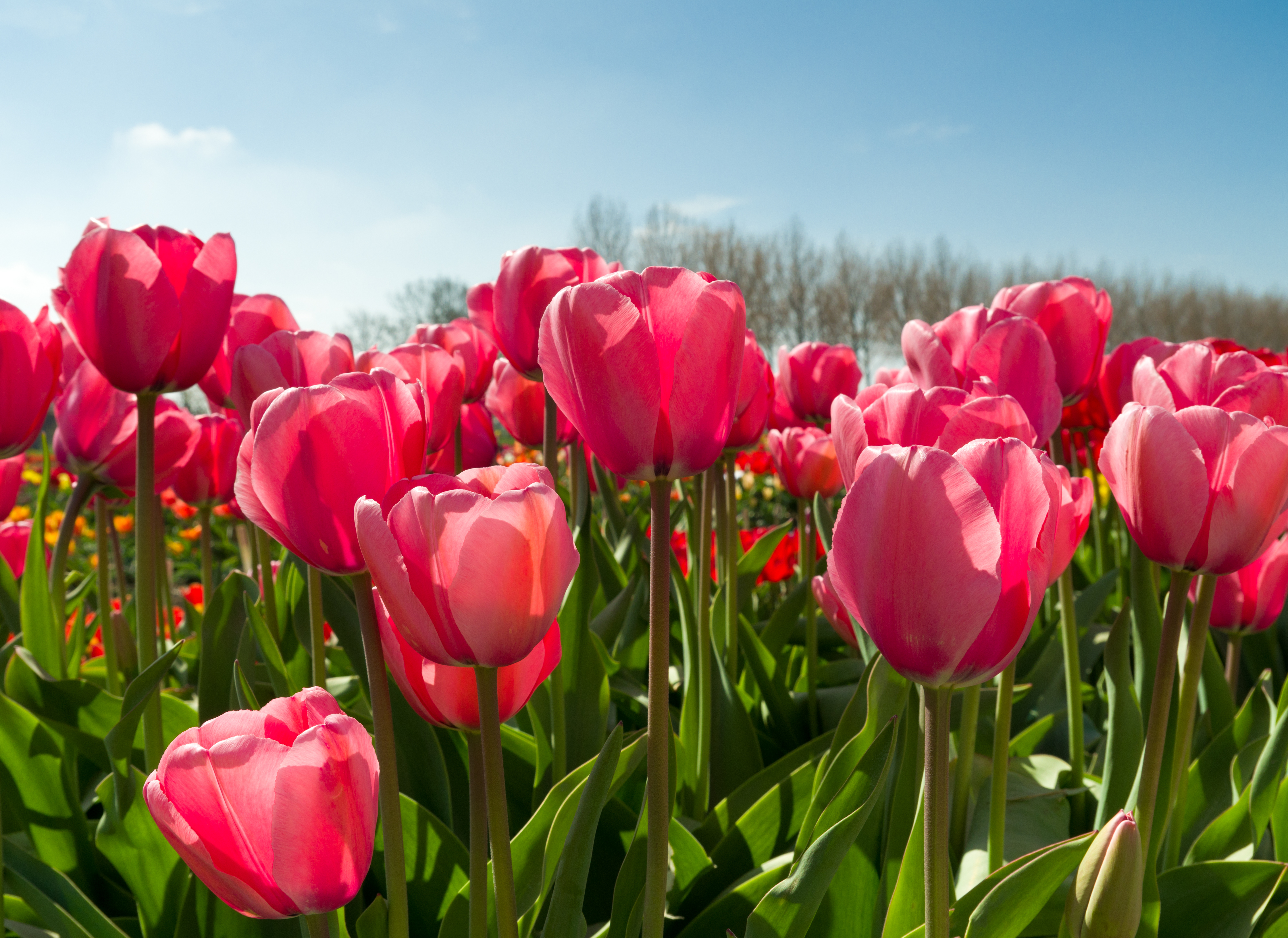 bigstock-Blooming-Tulips-