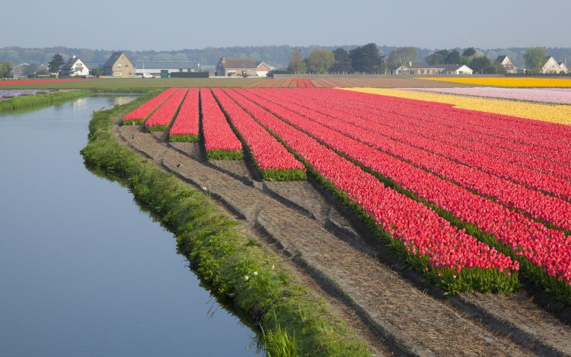 Red, pink and yellow tulip fields beside a canal with a Dutch village on the horizon in the Bollenstreek near Amsterdam