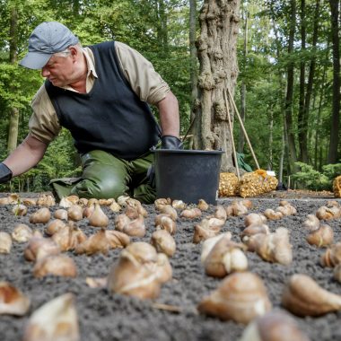 planting_bulbs keukenhof