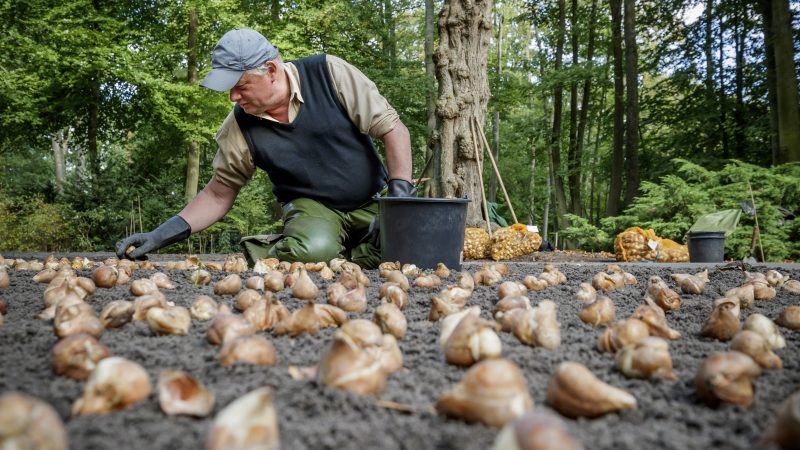 planting_bulbs keukenhof