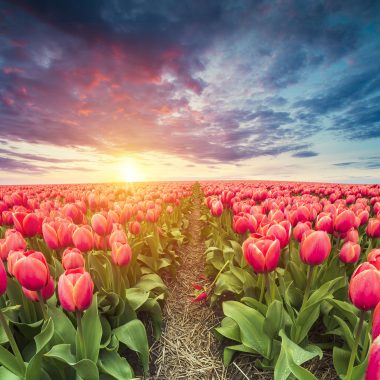 The best tulip photos