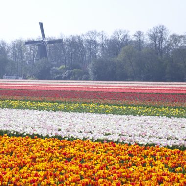 When will the flower fields be blooming