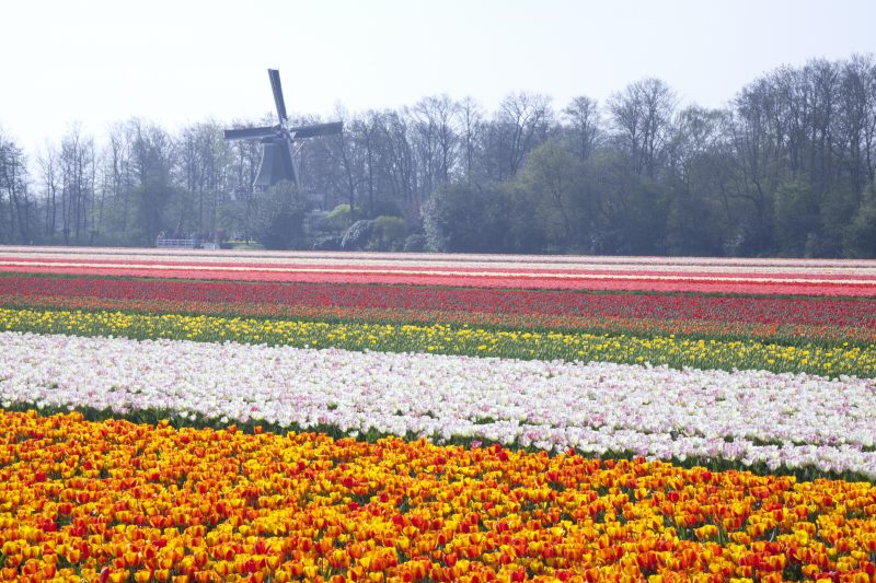 When will the flower fields be blooming