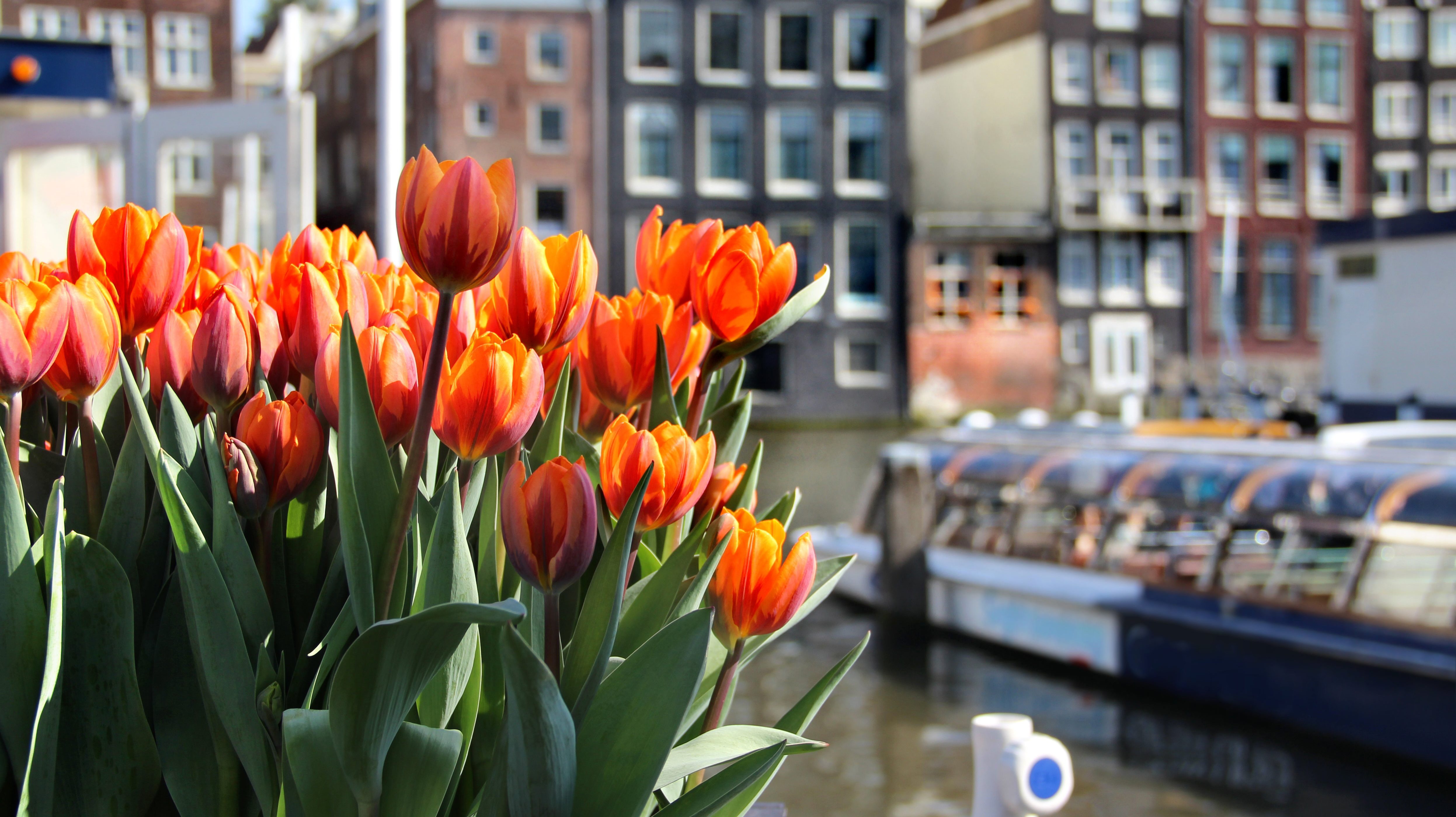Tulp Festival 2022 Tulip Festival Amsterdam