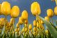 HarmenGoedhartSAM_0671-4 verkleind