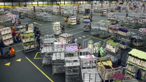 flower auction aalsmeer