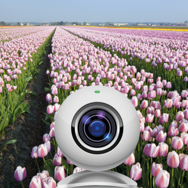 Webcam tulip fields