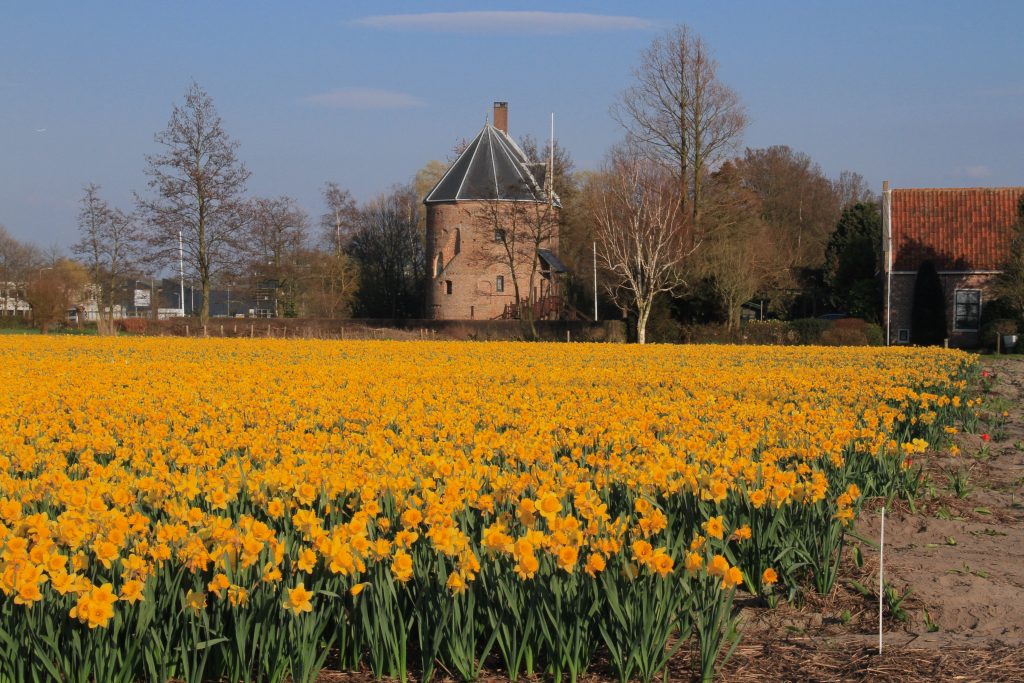 Dutch flower fields dever