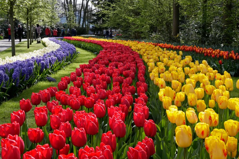 Keukenhof bus tour Amsterdam