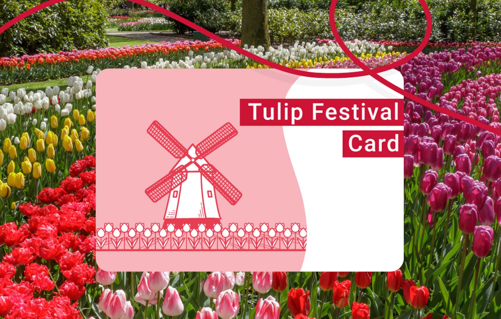 Visit the tulips in Holland with the Tulip Festival Card