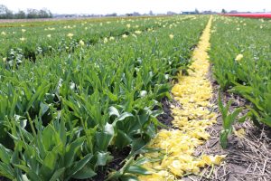 End of tulip blooming Season 2018