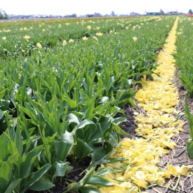 End of tulip blooming Season 2018