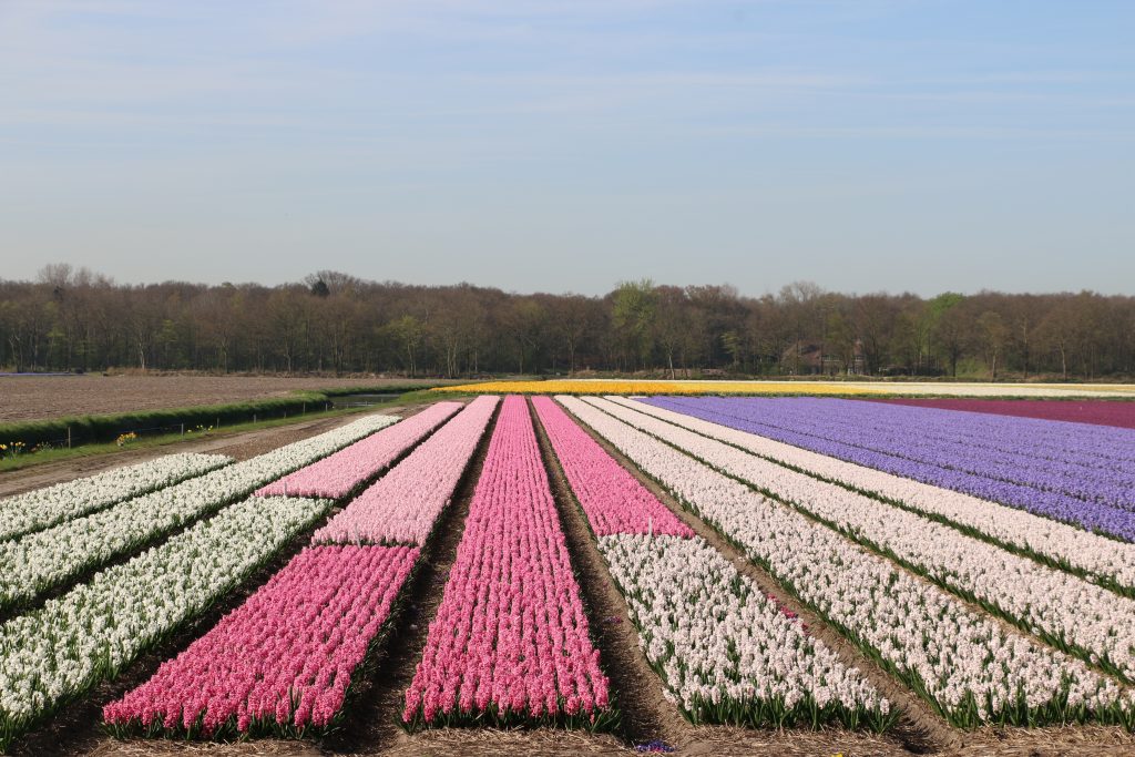Flower fields area