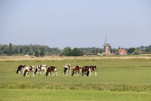 Windmill and cows