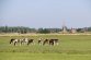 Windmill and cows