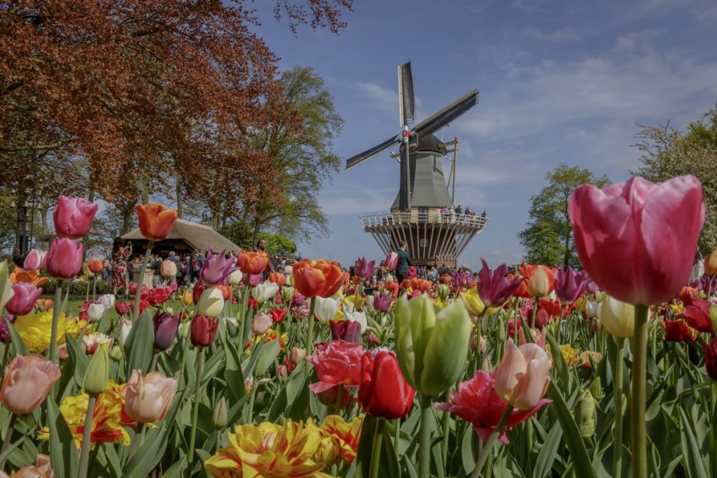 Tulipanes en flor en los jardines de Keukenhof