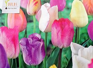 100 tulip bulbs mix