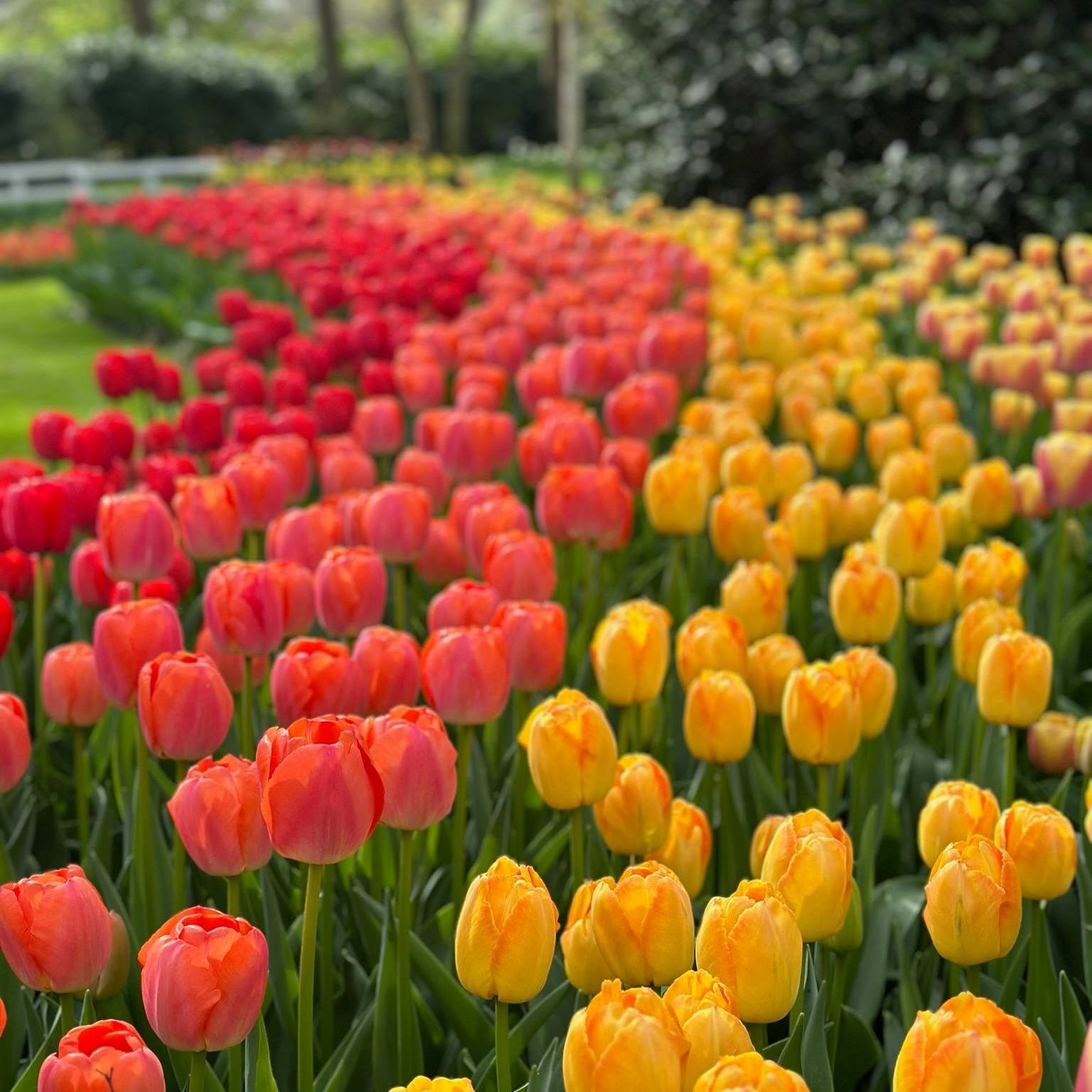 Visit the Flower Parade in Holland - Saturday, April 12 2025