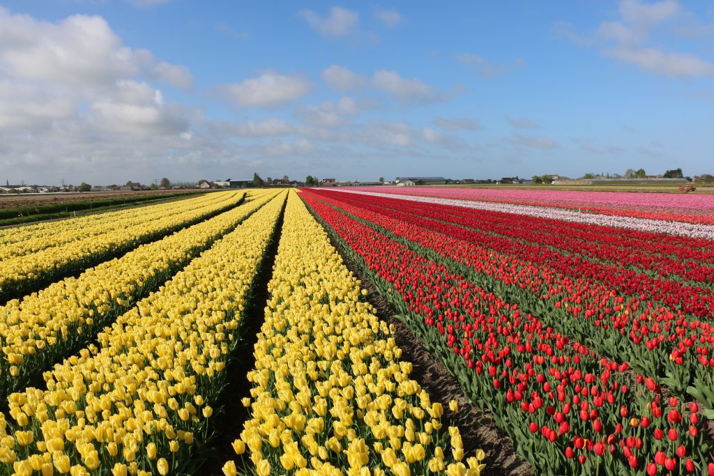 Rows of yellow and red tulips leading to the horizon under a blue sky near Amsterdam