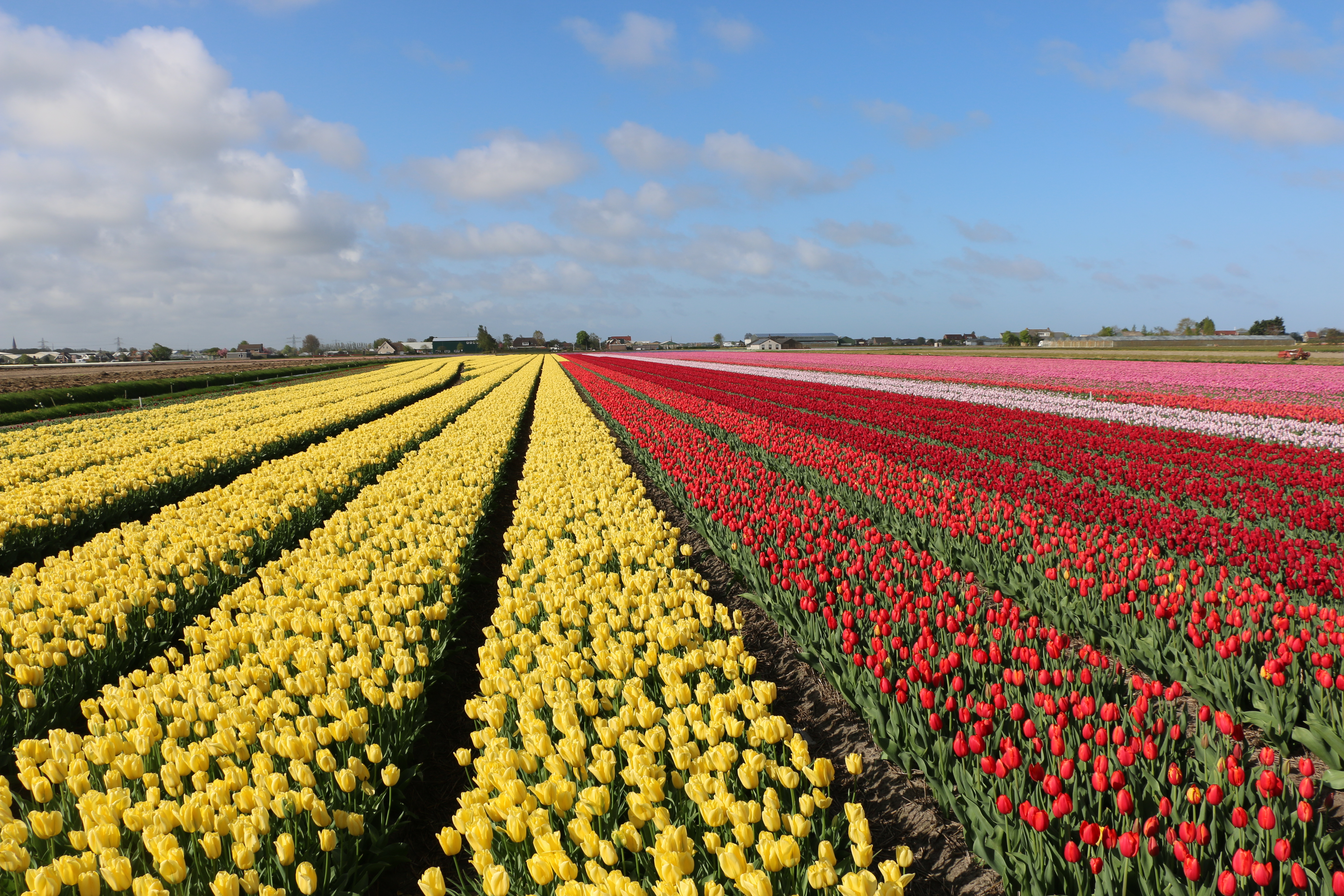 Tulip Fields near Amsterdam