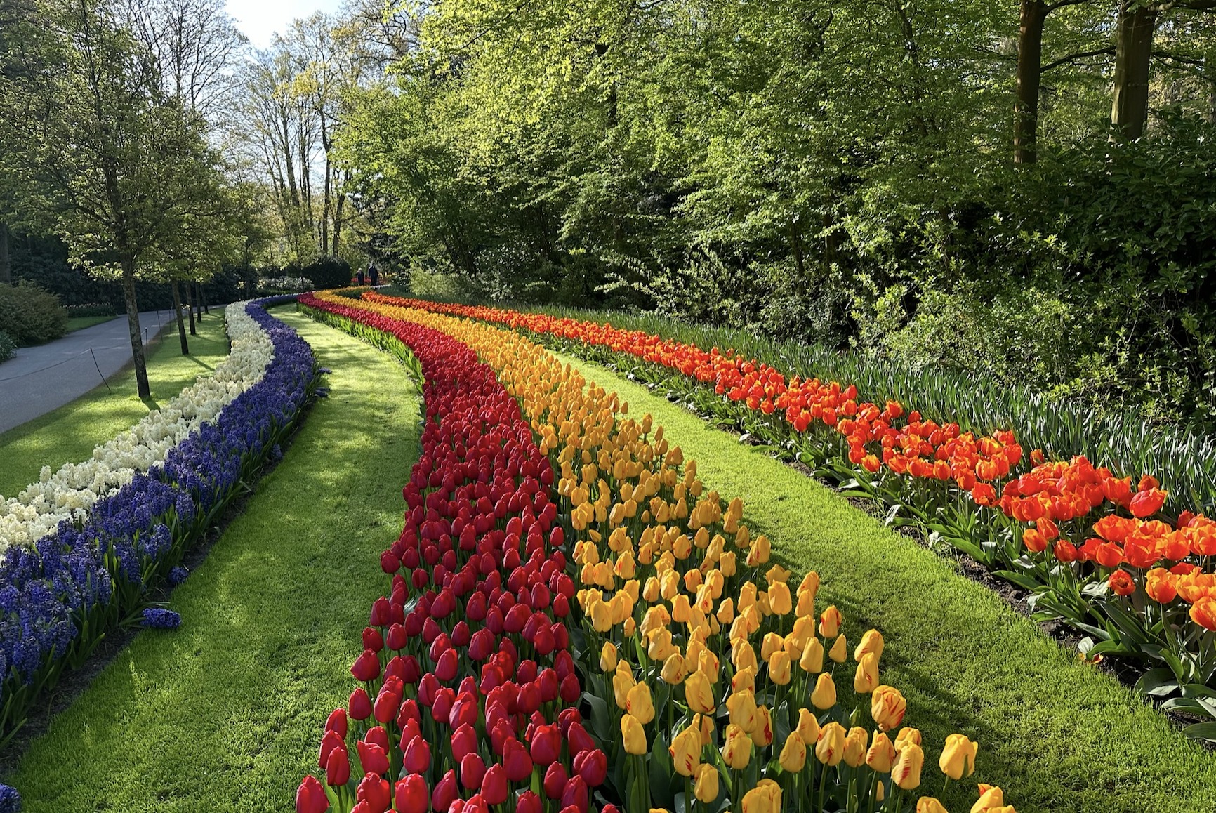 tulip fields helicopter tour - Tulip Festival Amsterdam