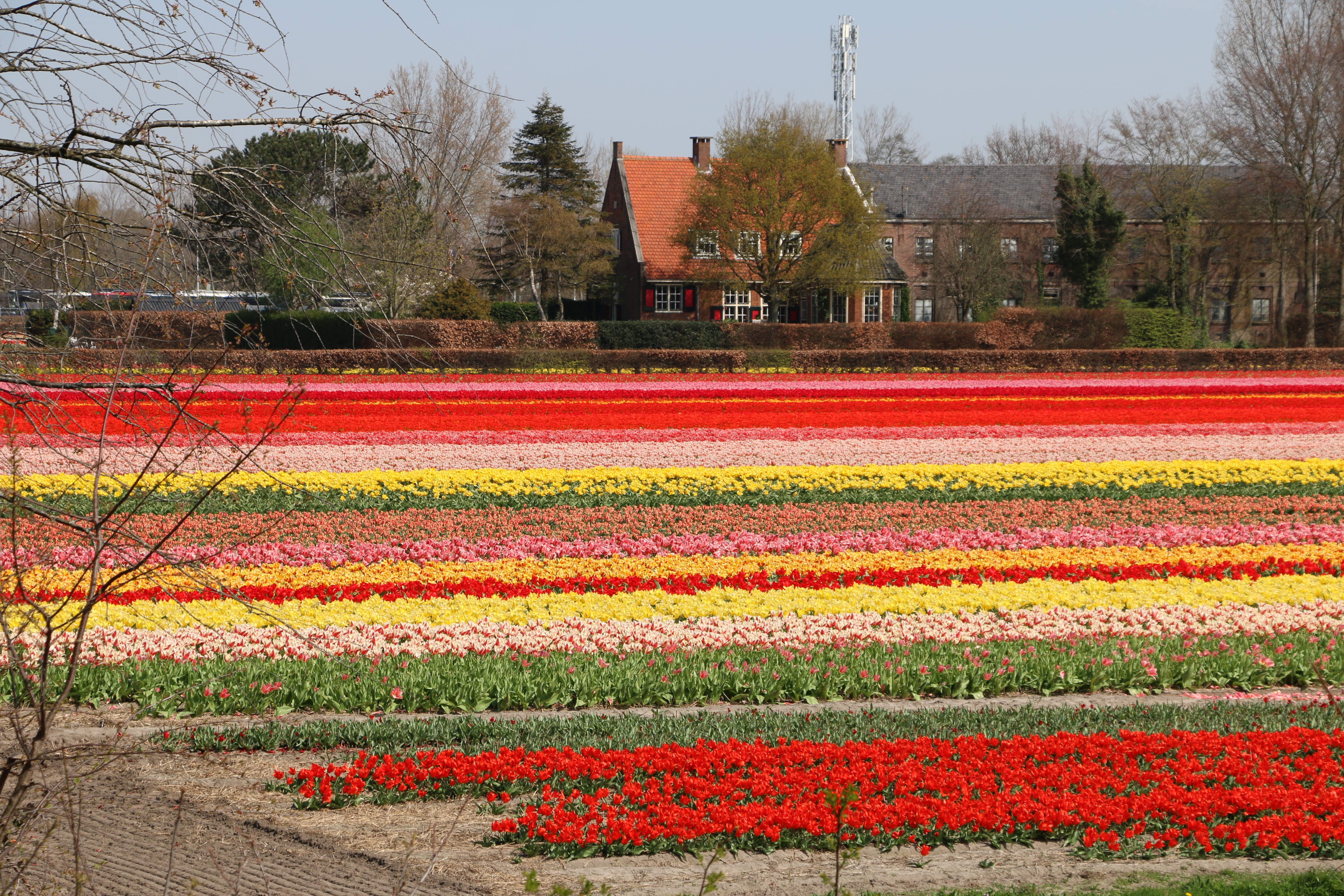 Keukenhof Tickets & Tours 2025 - Tulip Festival Amsterdam