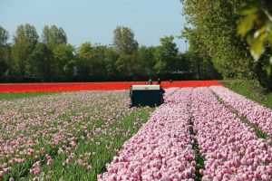 A flower grower topping (heading) tulips in the field so the bulb can grow