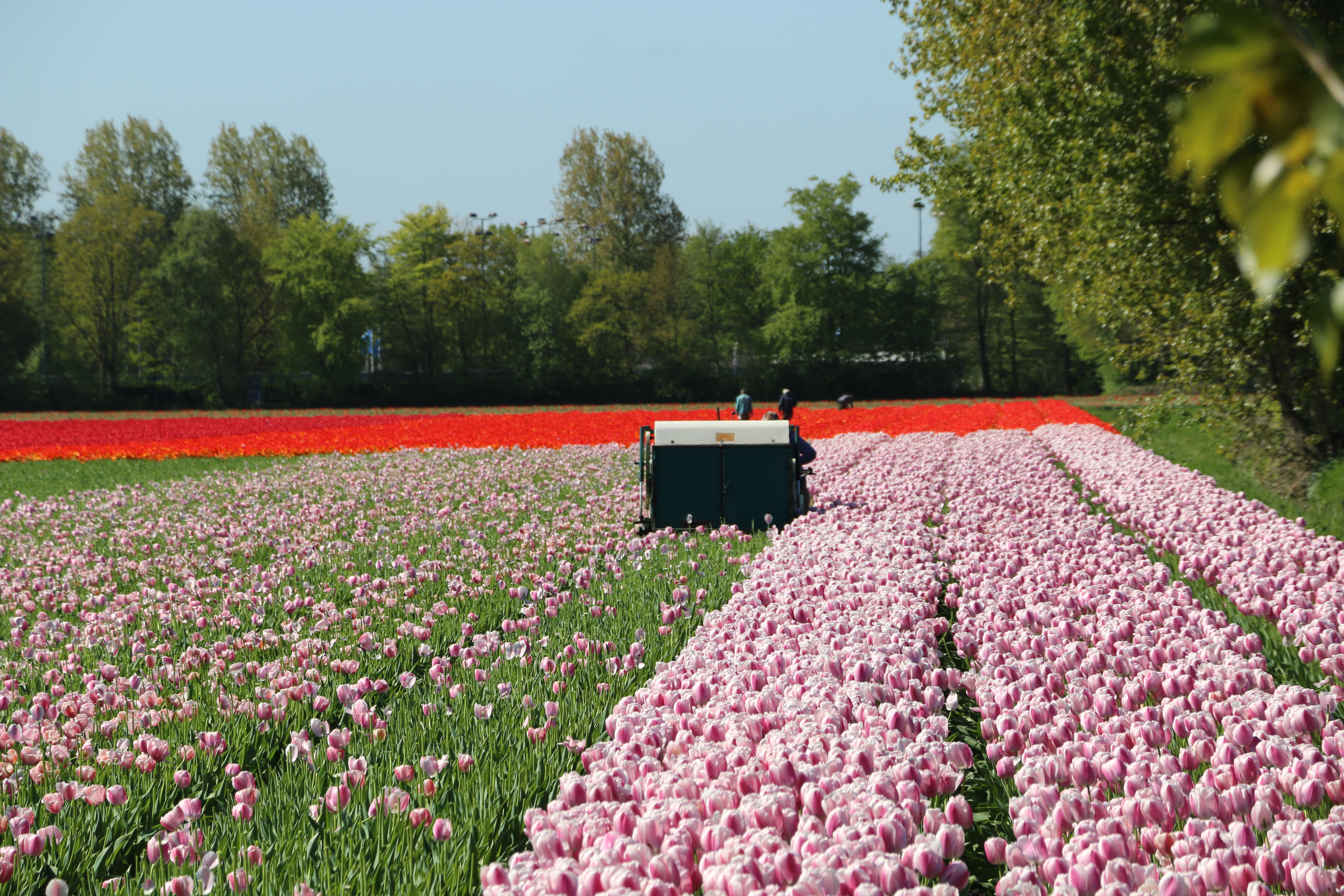 A flower grower topping (heading) tulips in the field so the bulb can grow