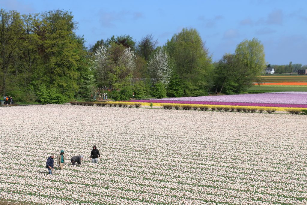 Agricultores revisando un campo de tulipanes junto a Keukenhof