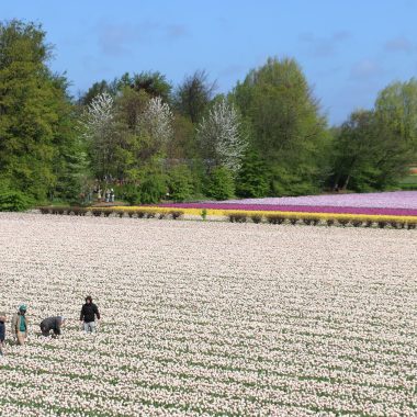 private guide tulip fields keukenhof