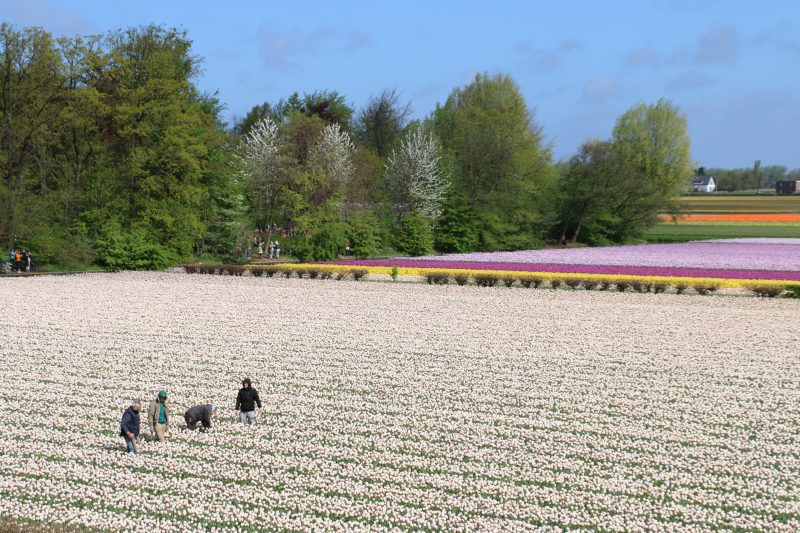 private guide tulip fields keukenhof