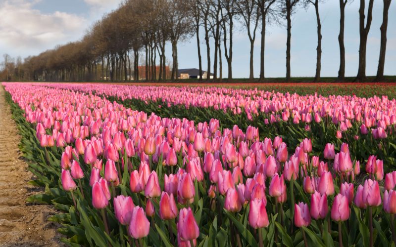 Tulip field Holland Amsterdam