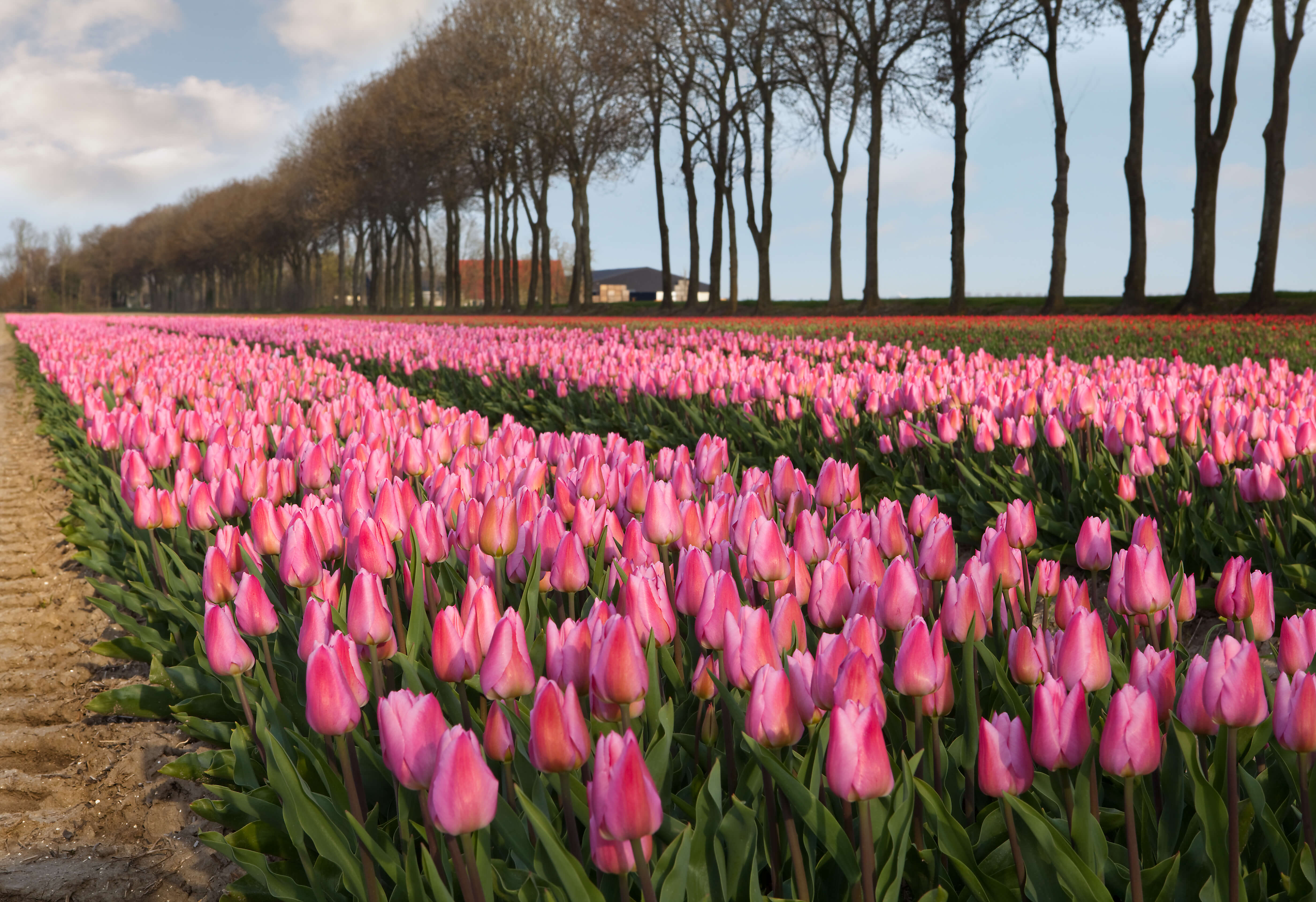 Flower Fields Bigstock Pink Tulips In Holland 11715551 