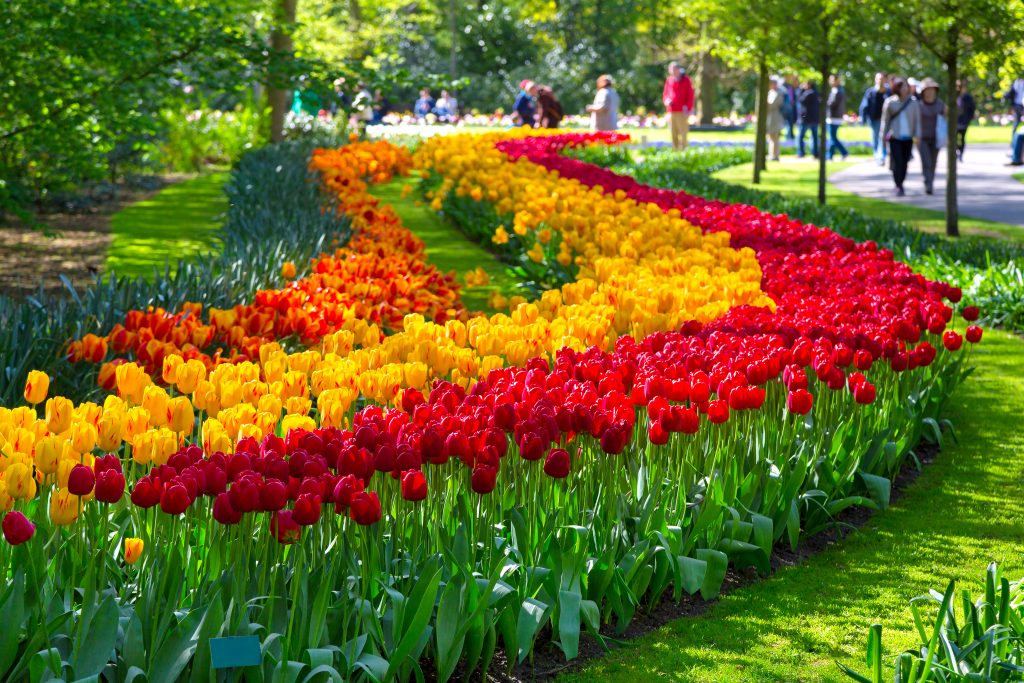 tulip festival amsterdam tour