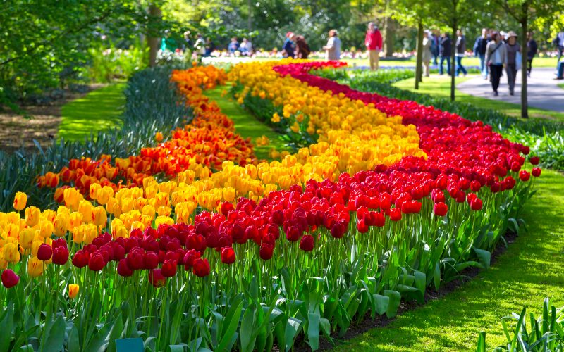 Tours and tickets Amsterdam Tulip Festival Keukenhof