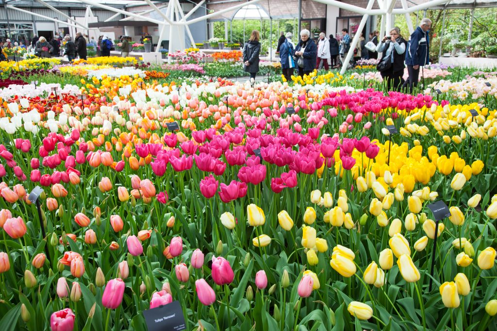 Visit the tulips in Holland with the Tulip Festival Card
