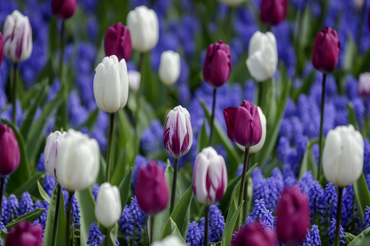 To all our American followers: Happy Thanksgiving!

Plan your visit to the tulips on:
> https://tulipfestivalamsterdam.com/

#thanksgiving #tulips #amsterdam #holland #flowers #purple #nationalholiday
