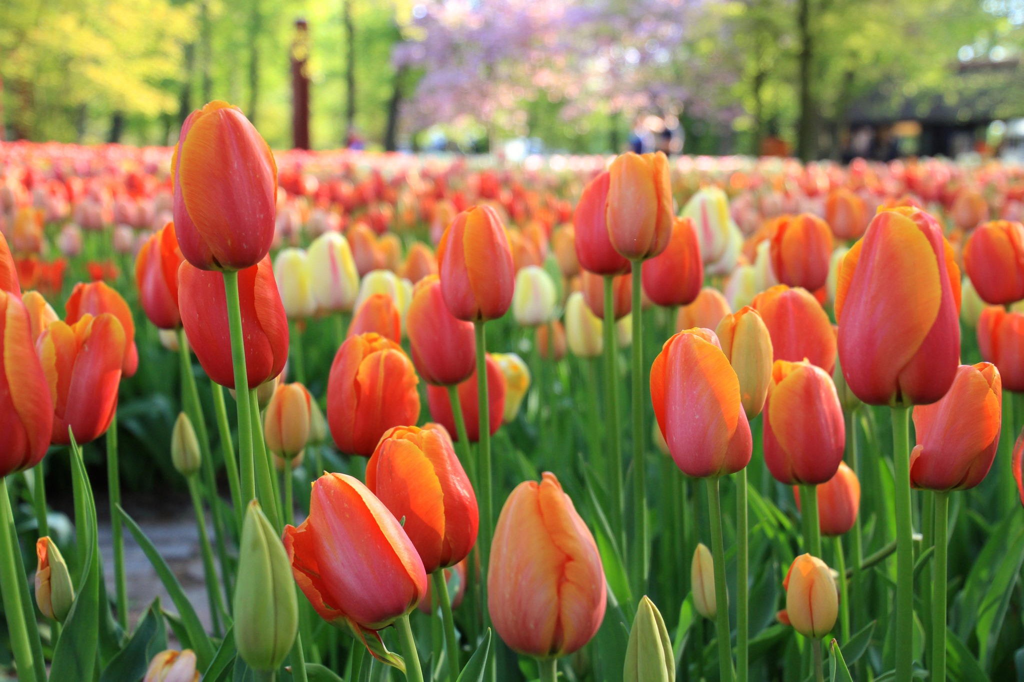 Happy Monday everyone! 🌷

Plan your visit to the tulips on:
> https://tulipfestivalamsterdam.com/

#tulips #tulipslover #mondaymood #mondayblues #orange #flowers #flowerstagram #holland #netherlands #spring #tulpen  #tulipas #tulipes #printemps #春天 #वसंत
