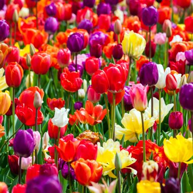 The meaning of tulip colors