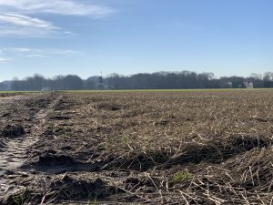 Flower fields february 2019