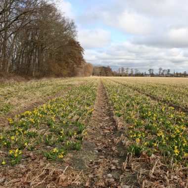 flower field Holland