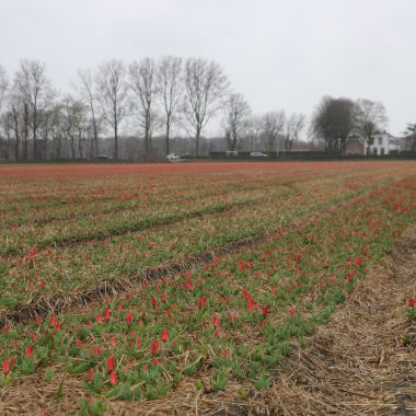 Flower Fields March 14 2019