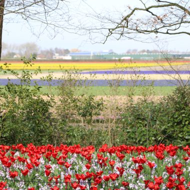 Keukenhof flower fields 27 March 2019