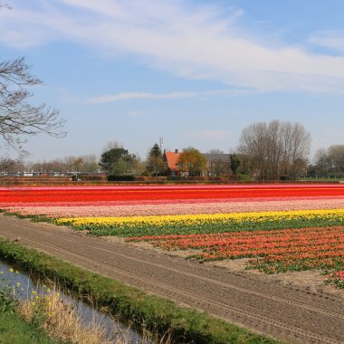Flower fields Holland 9 April 2019